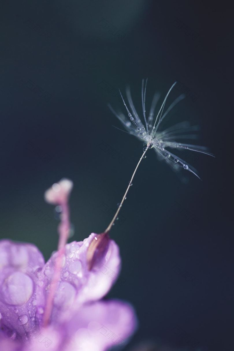 微距摄影中白色和紫色花朵上的水滴