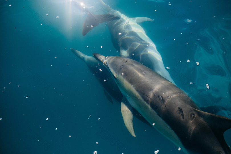 三海豚的水下摄影