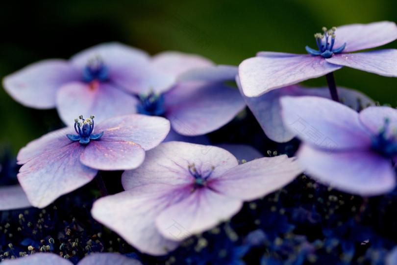 浅紫色的白色和紫色花朵