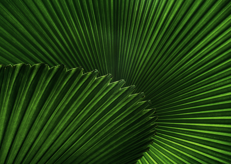 叶子扇形棕榈热带自然对称图案植物园棕榈叶丛林树叶扇形棕榈叶丛林树叶澳大利亚大黄绿色热带树叶