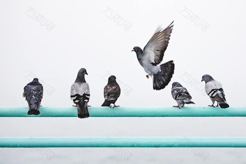 几只鸽子栖息在栏杆上