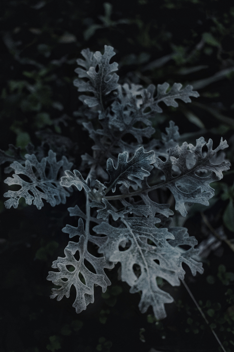 黑白叶植物