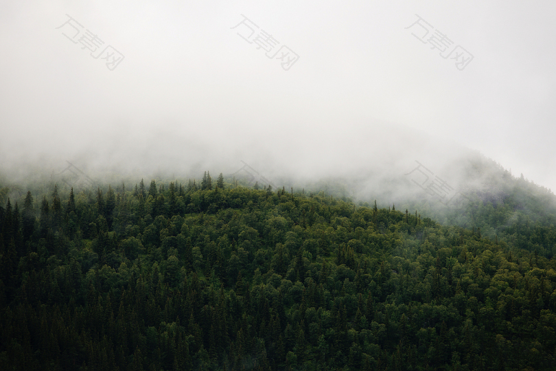 森林白雾