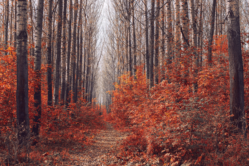 木材秋季树工作表性质景观公园如诗如画环境户外路生活的本质森林