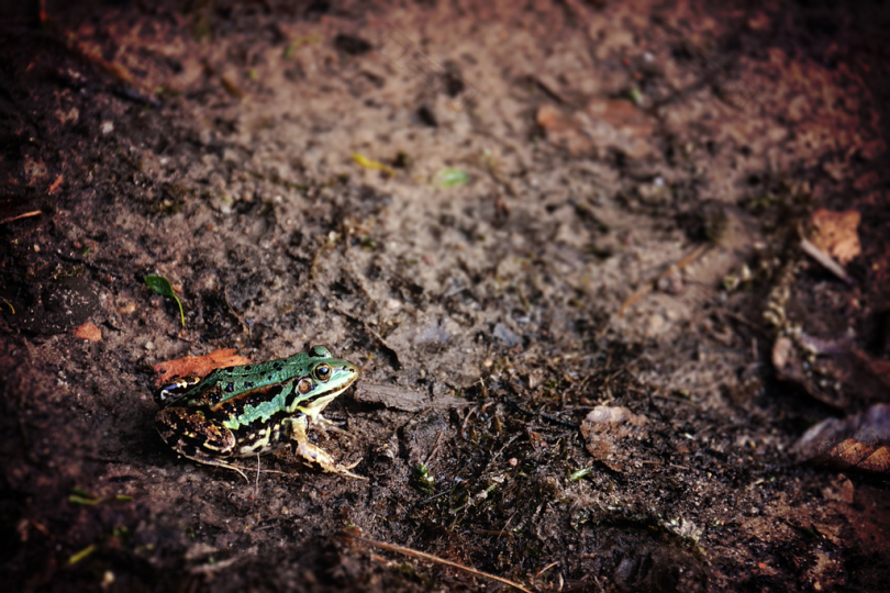 近景摄影在棕壤上的绿色和黑色蟾蜍