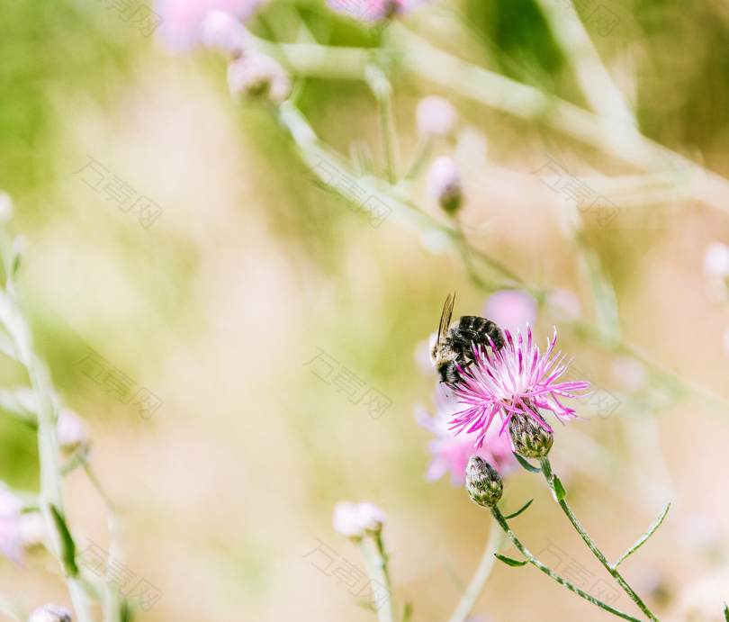 粉色花瓣上的黑色蜜蜂