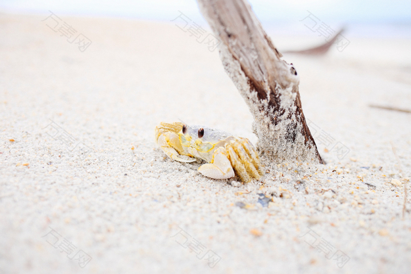 沙滩上木棍附近的螃蟹