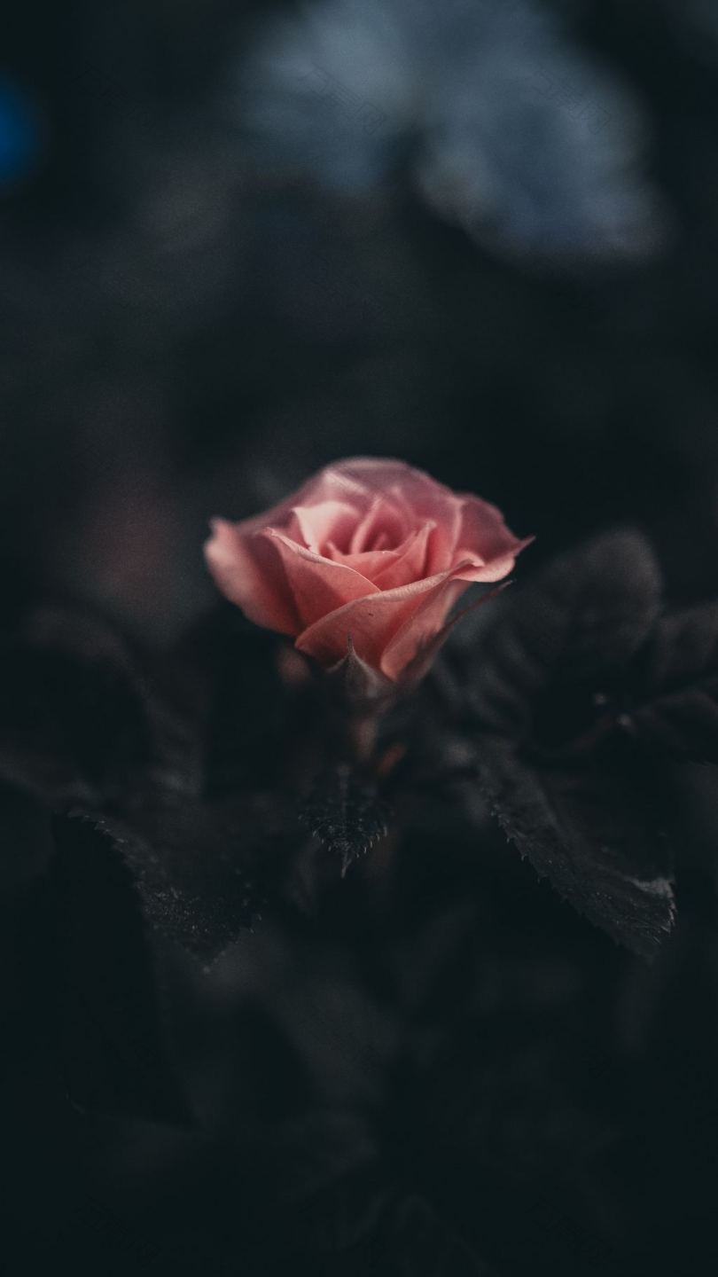 选择性摄影中的粉红玫瑰花