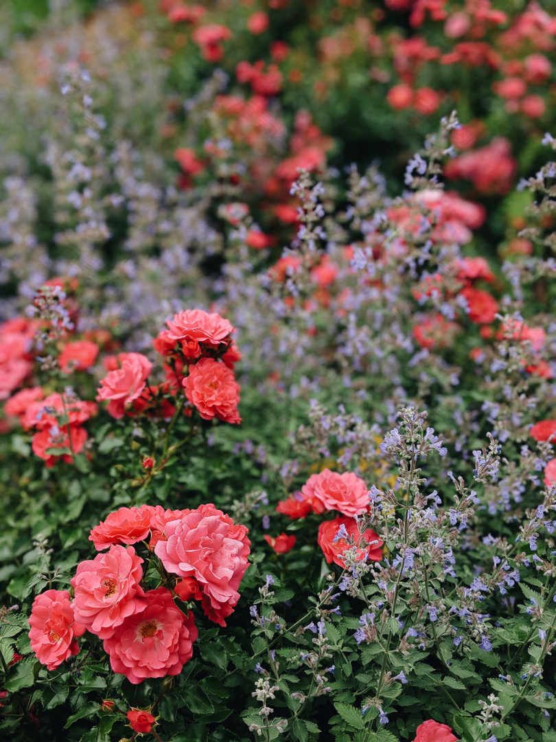 白天红花的选择性聚焦摄影