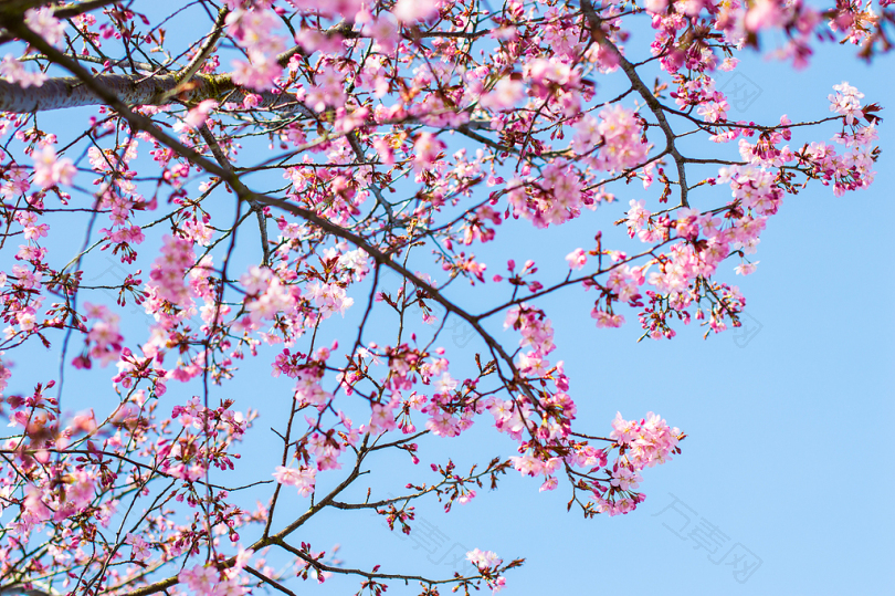 碧蓝天空下的樱花树
