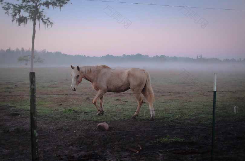 棕色的马站在篱笆旁的青草上