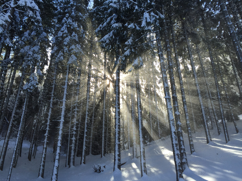 几棵被雪覆盖的树