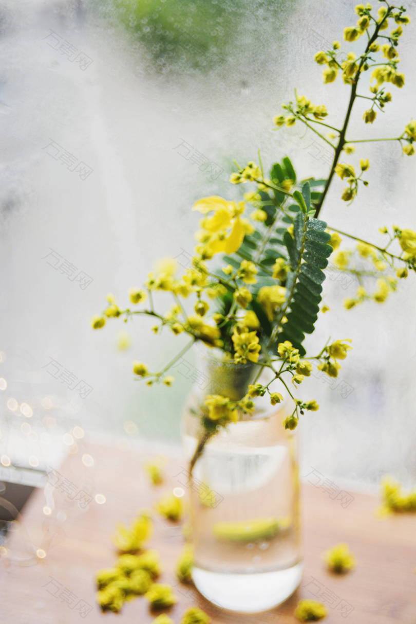黄色含羞草花在透明玻璃罐中的选择性聚焦照片
