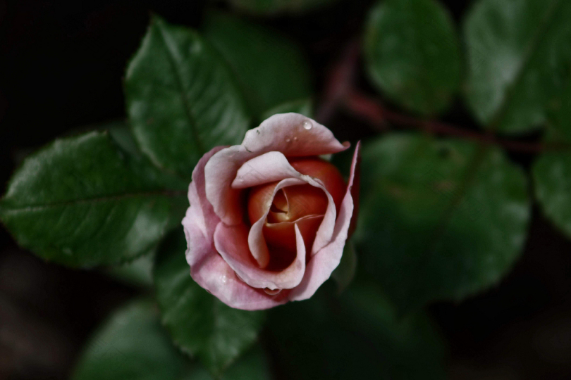 粉红玫瑰的选择性聚焦摄影