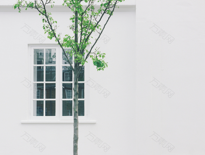 玻璃窗白色混凝土建筑旁的绿叶树