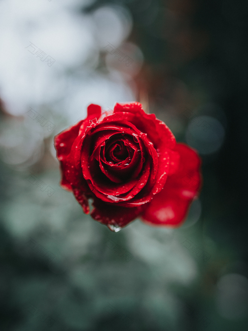 选择性聚焦摄影中的红玫瑰