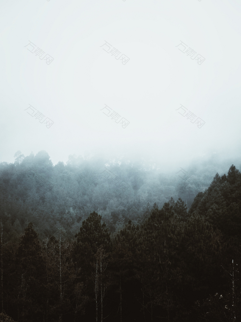 雾中森林