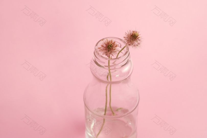 两朵枯萎的蒲公英花在透明玻璃花瓶上