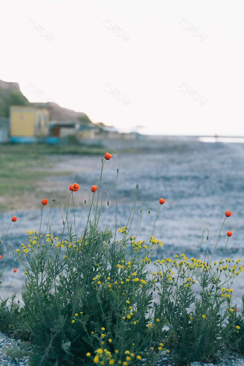 白天在海边的橙黄黄色花瓣