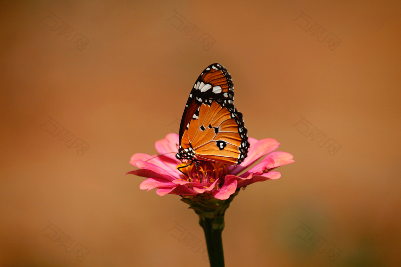 粉色花朵上的棕色和黑色蝴蝶