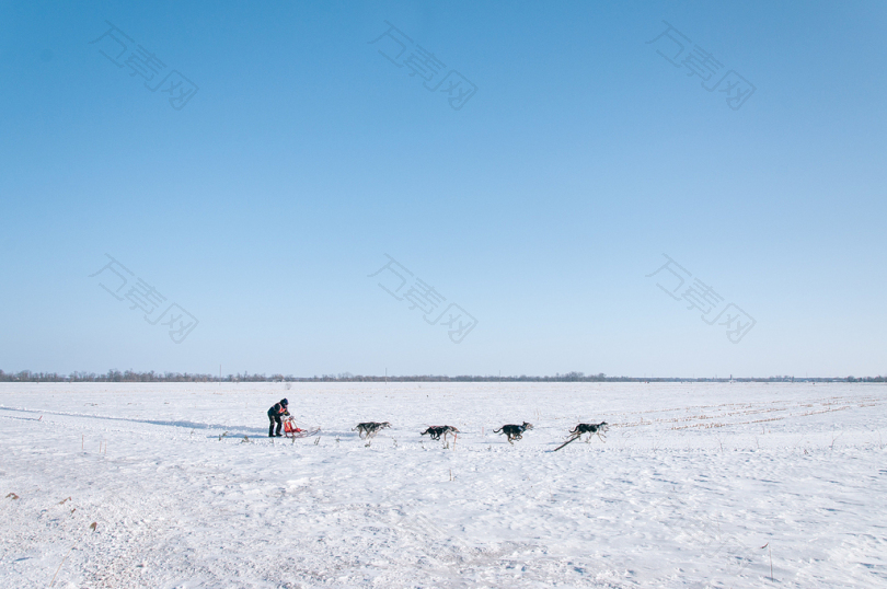 雪地上的人和四条狗