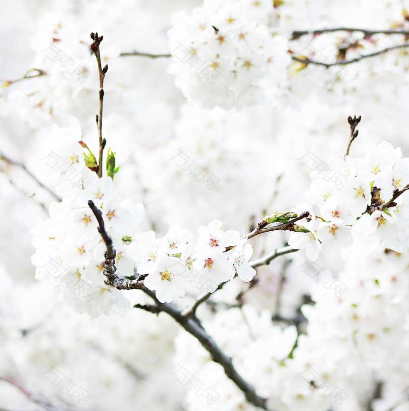 白色开花树特写摄影