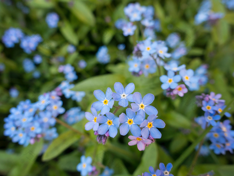 蓝色花卉的选择性聚焦摄影