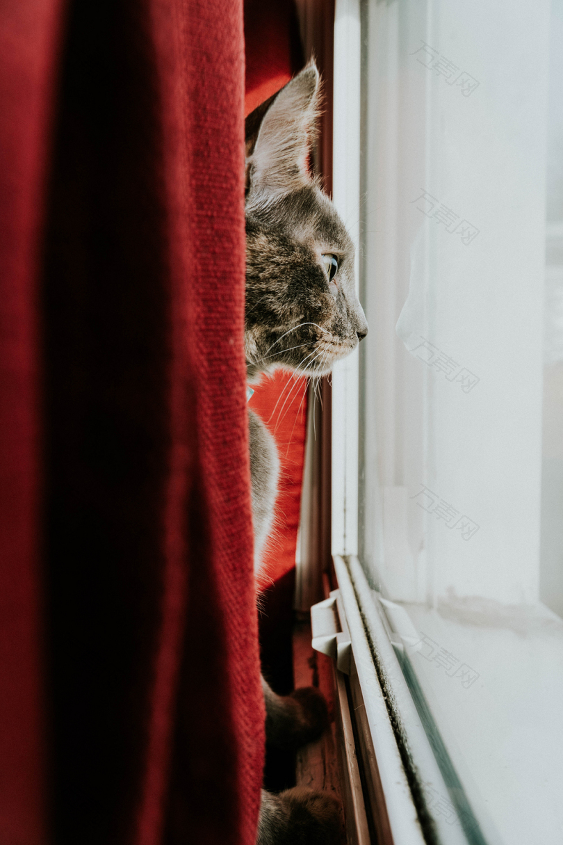 看窗外的小猫咪