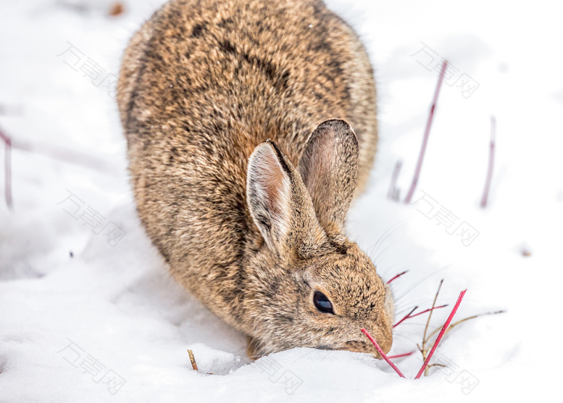 雪地褐兔