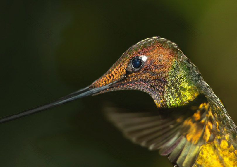 绿黄长喙鸟的选择性聚焦摄影