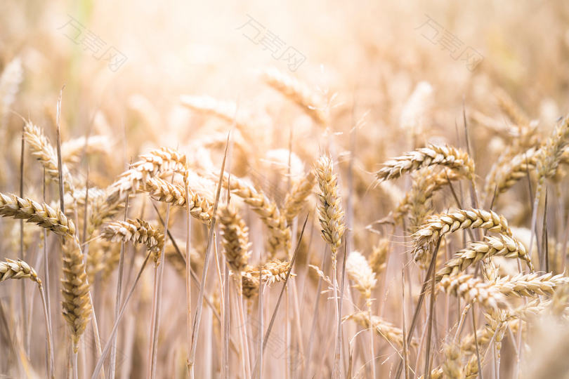 阳光下的小麦背景