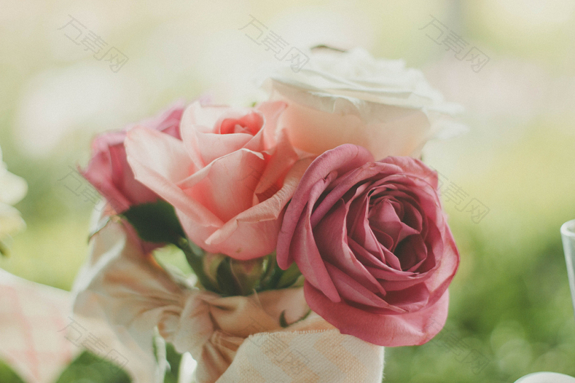 粉红玫瑰与白玫瑰特写摄影