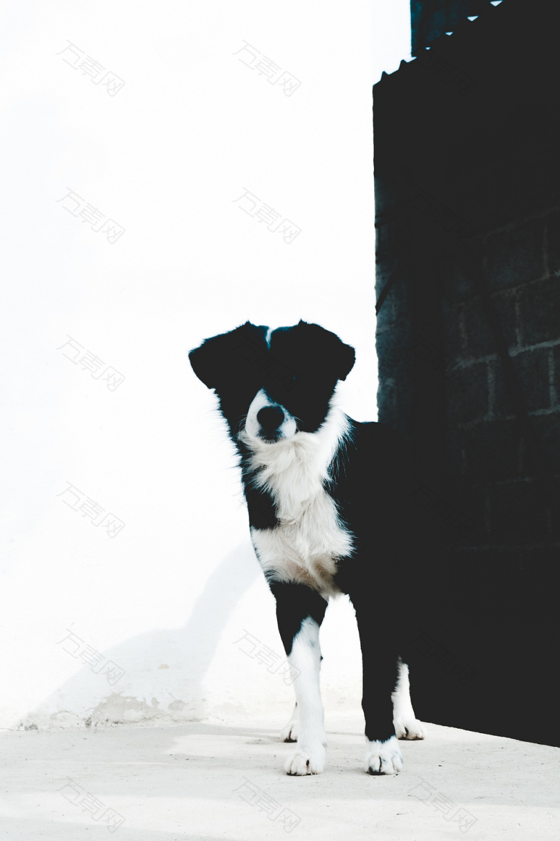 站在黑色混凝土砖墙附近的短涂布黑白相间的狗