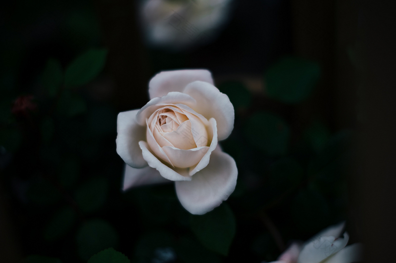 白玫瑰精选照片