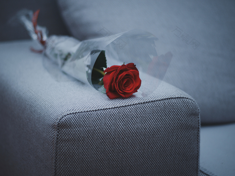 灰玫瑰沙发上的红玫瑰花