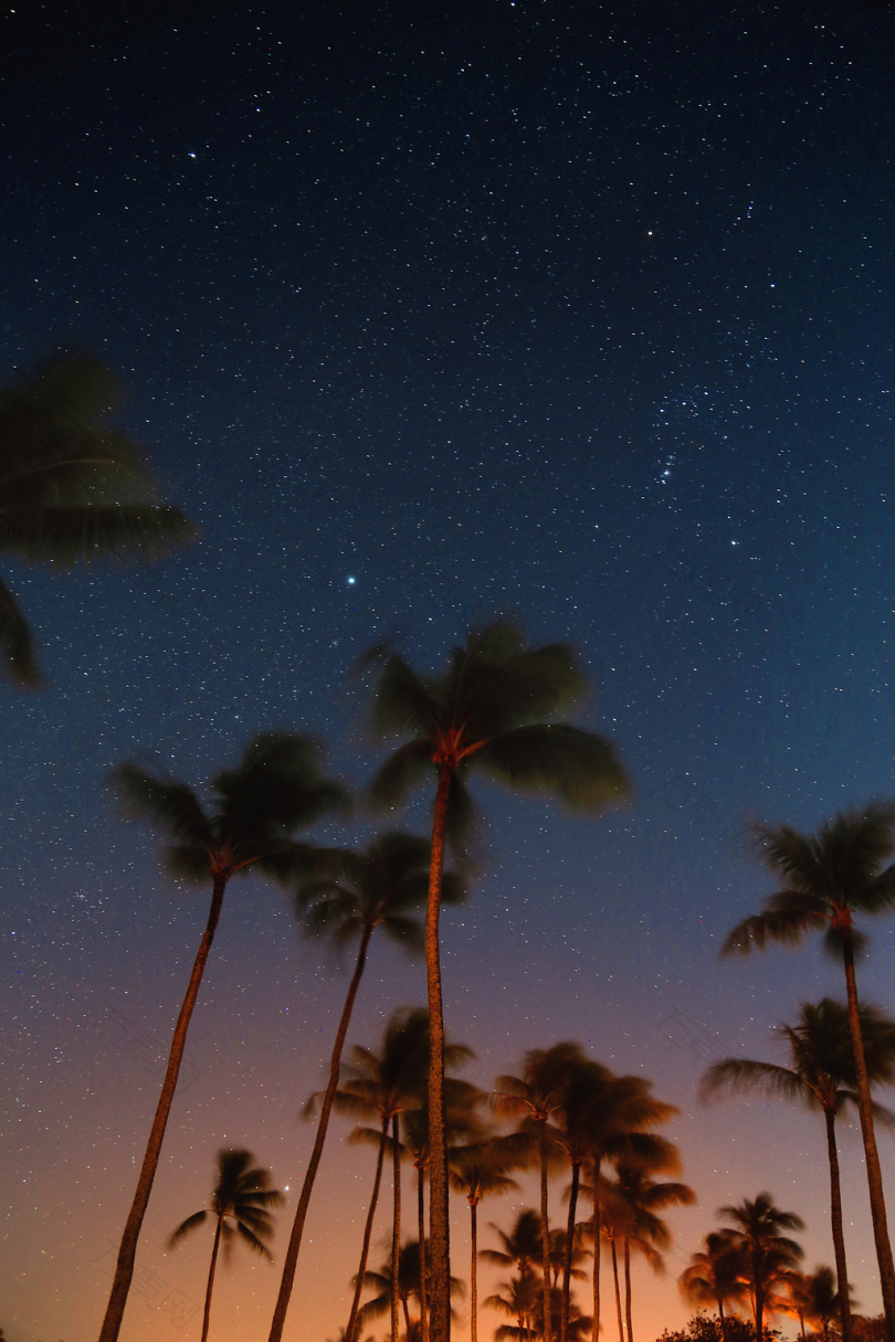 夜间椰子树的低角度摄影