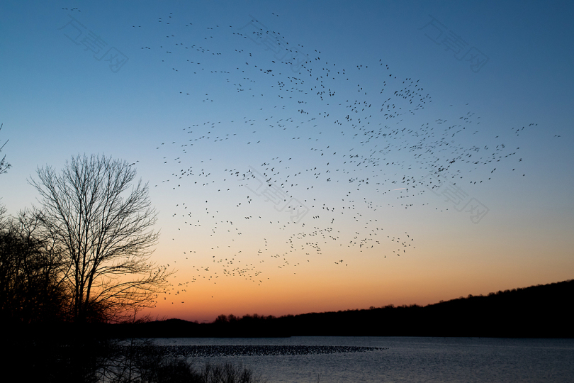 夕阳飞翔的鸟群