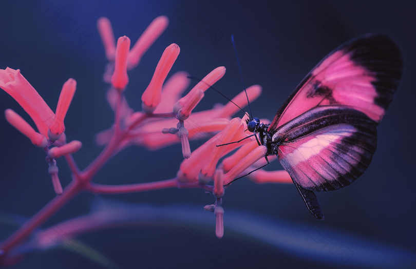 粉红色和黑色蝴蝶在粉红色花朵上的选择性焦点照片