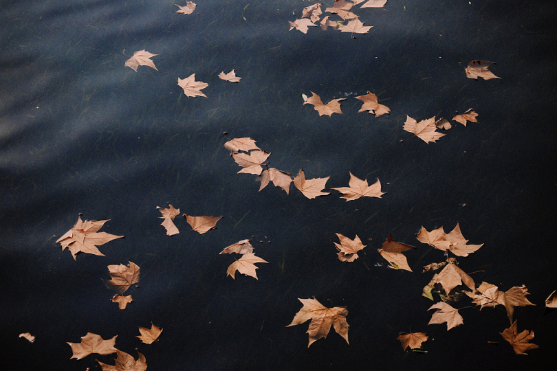 褐色的叶子漂浮在水面上