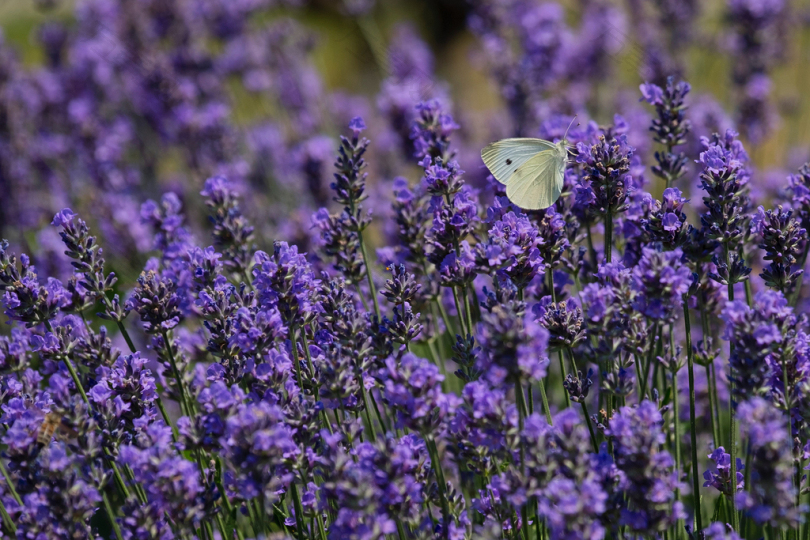 紫蝴蝶花上的白蝴蝶