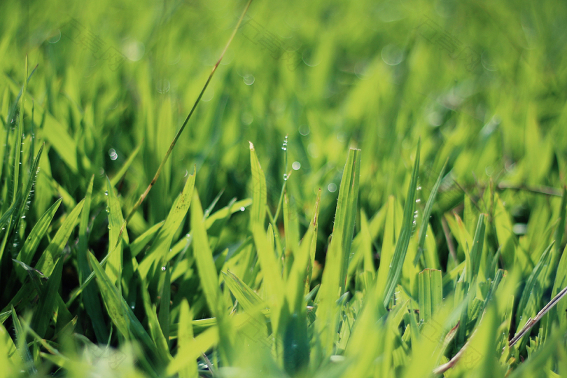 水滴对绿草的特写摄影