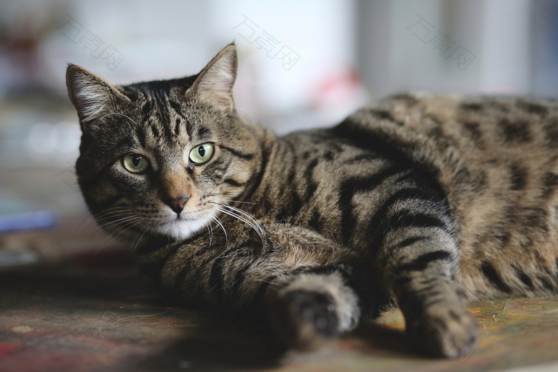 银色斑猫在木地板上的选择性照片