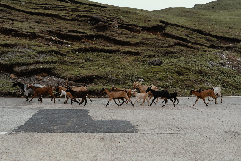 公路上的一群山羊
