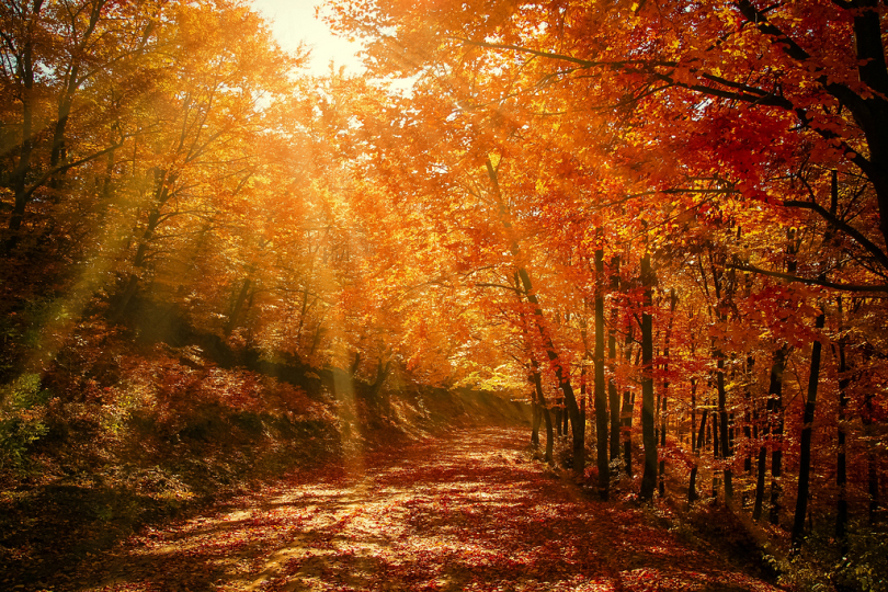 森林红色秋秋天自然路季节景观射线光明光路径森林树木木材