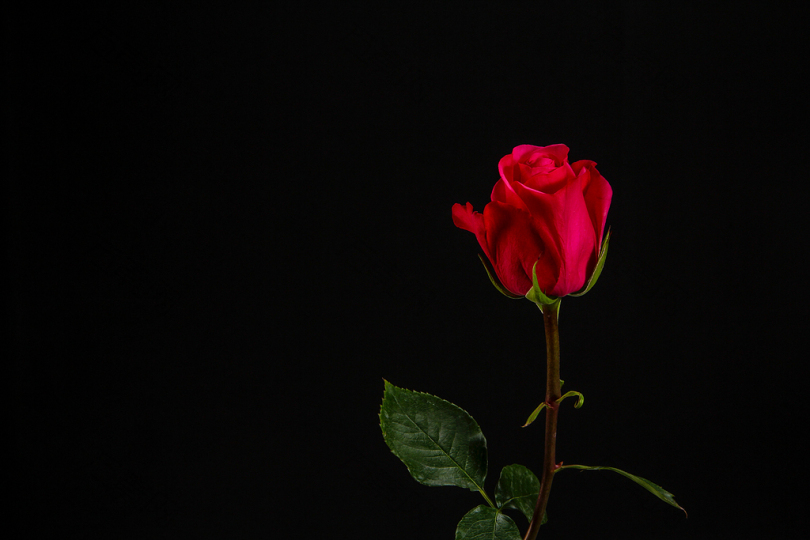 黑色背景的红玫瑰