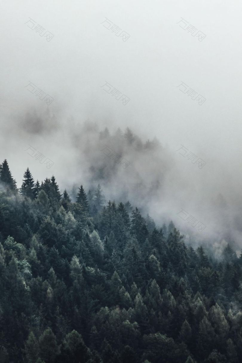被雾包围的高大树木的鸟瞰摄影