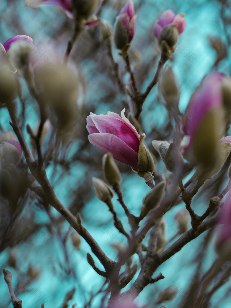 粉色花卉的浅焦摄影