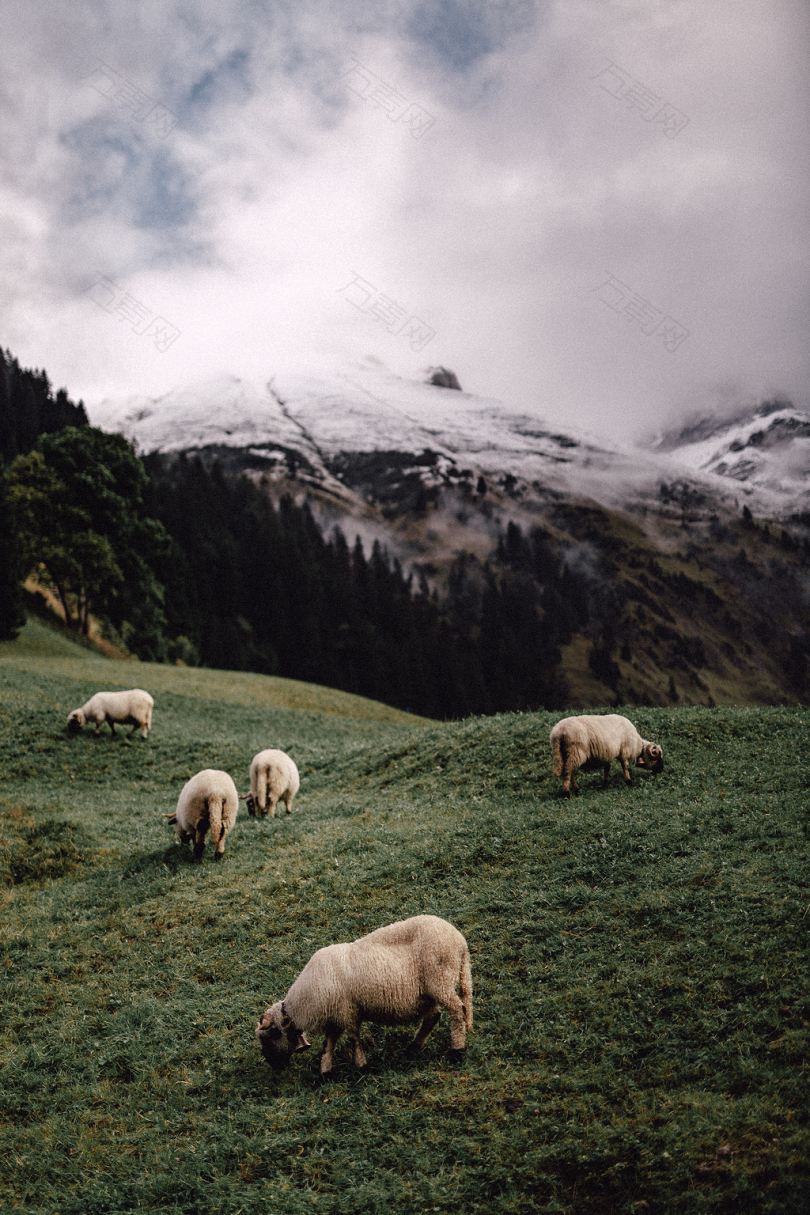 白天白山上五只白羊吃草