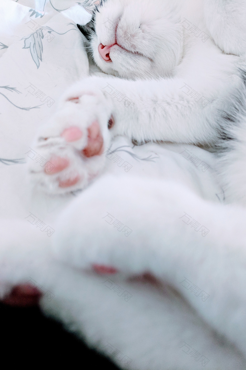 白猫放在布上的特写照片