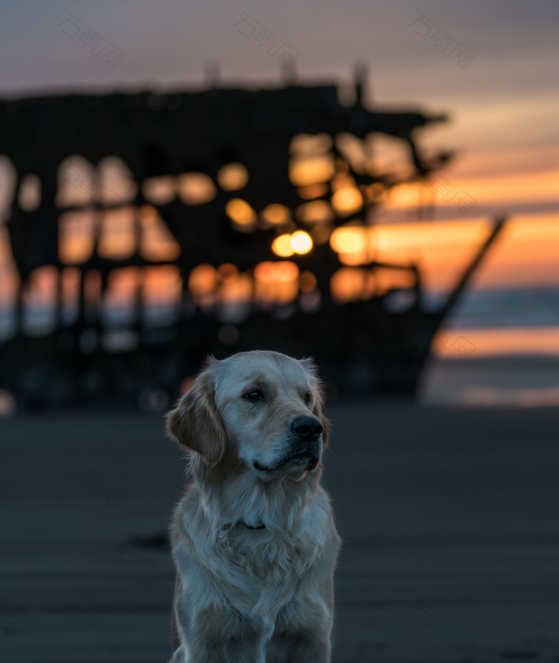 沉船黄金时间摄影后坐在沙面上的成年金毛猎犬的选择性聚焦摄影